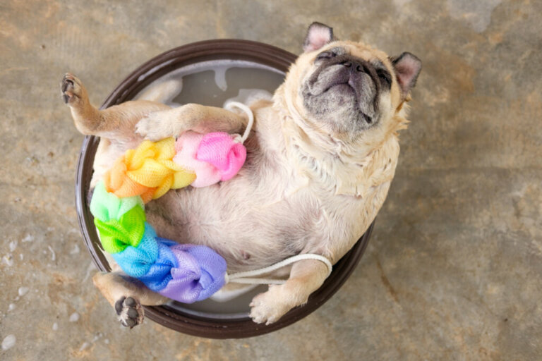 Fare il bagno al cane con un sapone neutro: sì o no?