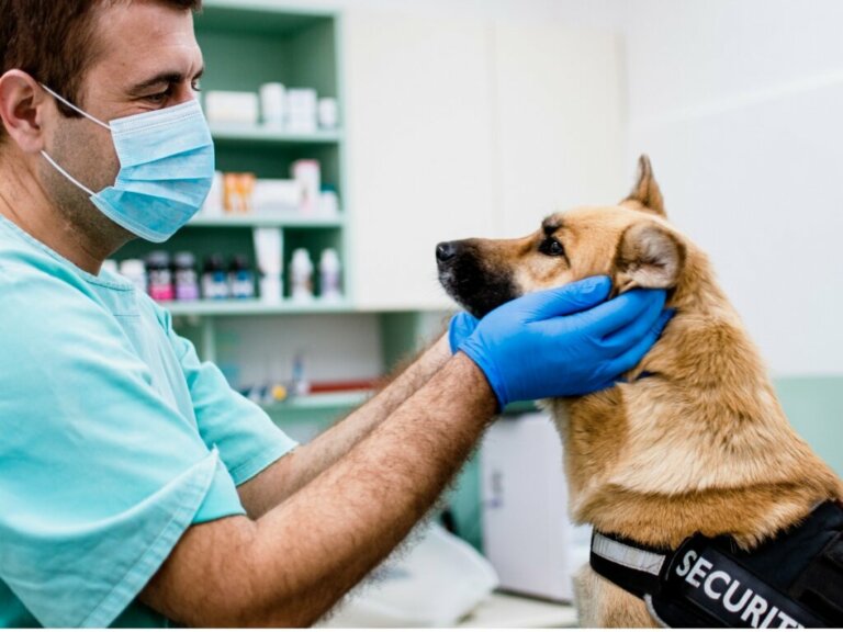 Paralisi facciale nei cani: cause, sintomi e trattamento