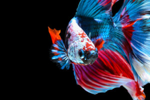 Pesce combattente: 10 curiosità