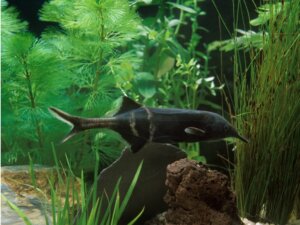 Pesce elefante: habitat, caratteristiche e cure