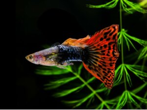 12 pesci per principianti per un acquario di acqua dolce