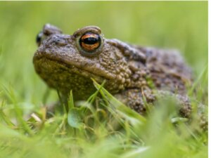 I rospi sono velenosi?