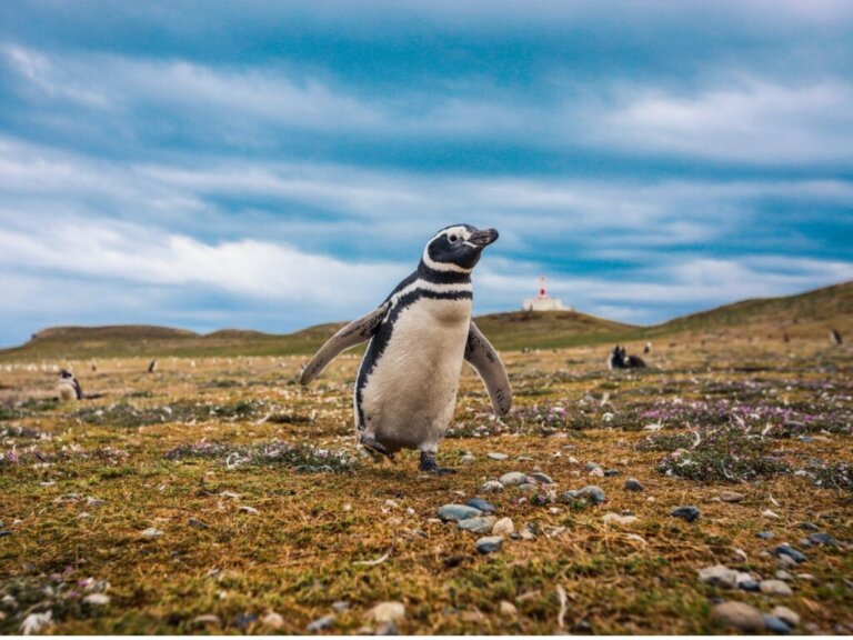 Pinguino di Magellano: habitat e caratteristiche