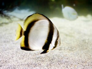 Pesce pipistrello: habitat e caratteristiche