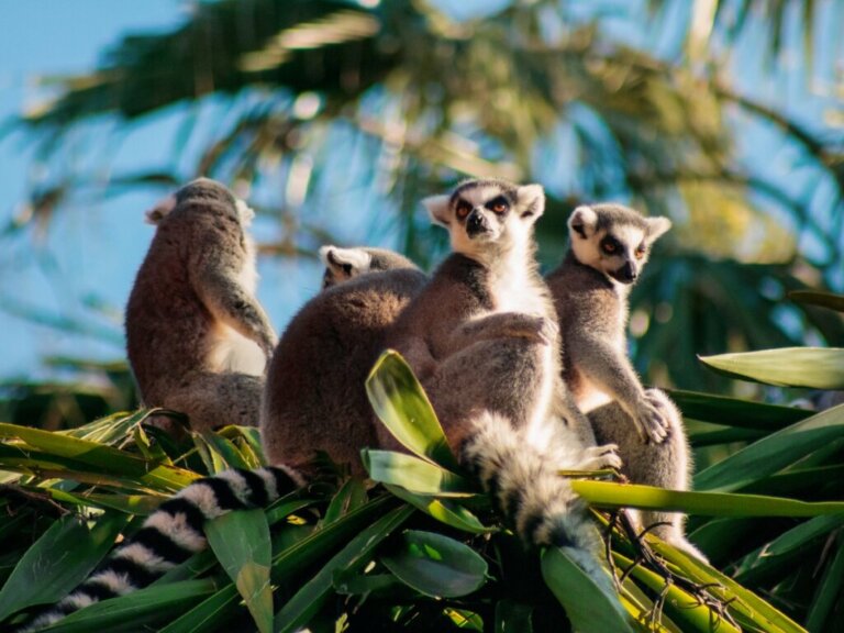 La maggior parte dei primati del Madagascar è in pericolo di estinzione