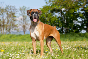 Cane boxer: caratteristiche e cure