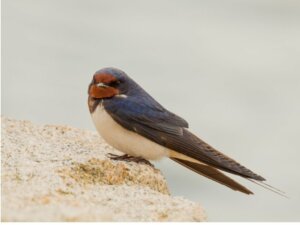 4 differenze tra rondine, rondone e balestruccio