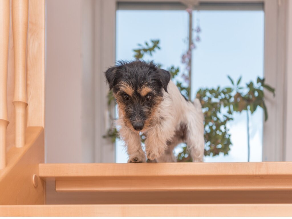 Il cane ha paura delle scale: cause e rimedi