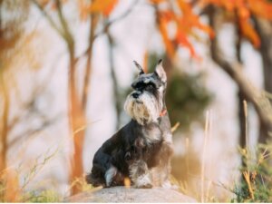Schnauzer nano: prendersene cura in 7 passi