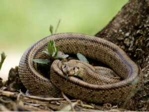 Serpente scala: habitat e caratteristiche