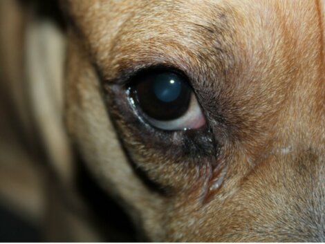 Rossore e gonfiore agli occhi nei cani: cause e rimedi