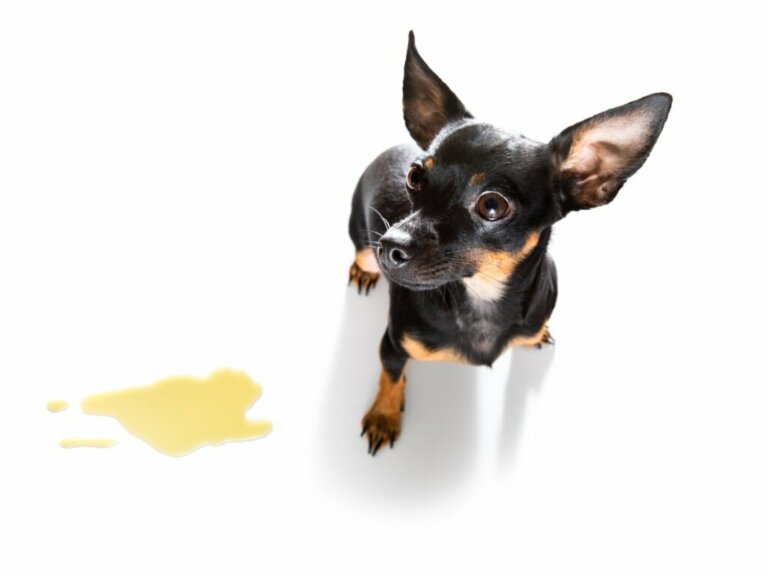 Cristalli nell'urina del cane: tutto quello che c'è da sapere