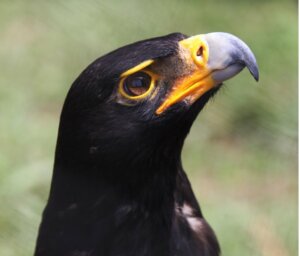 Aquila nera: habitat e caratteristiche