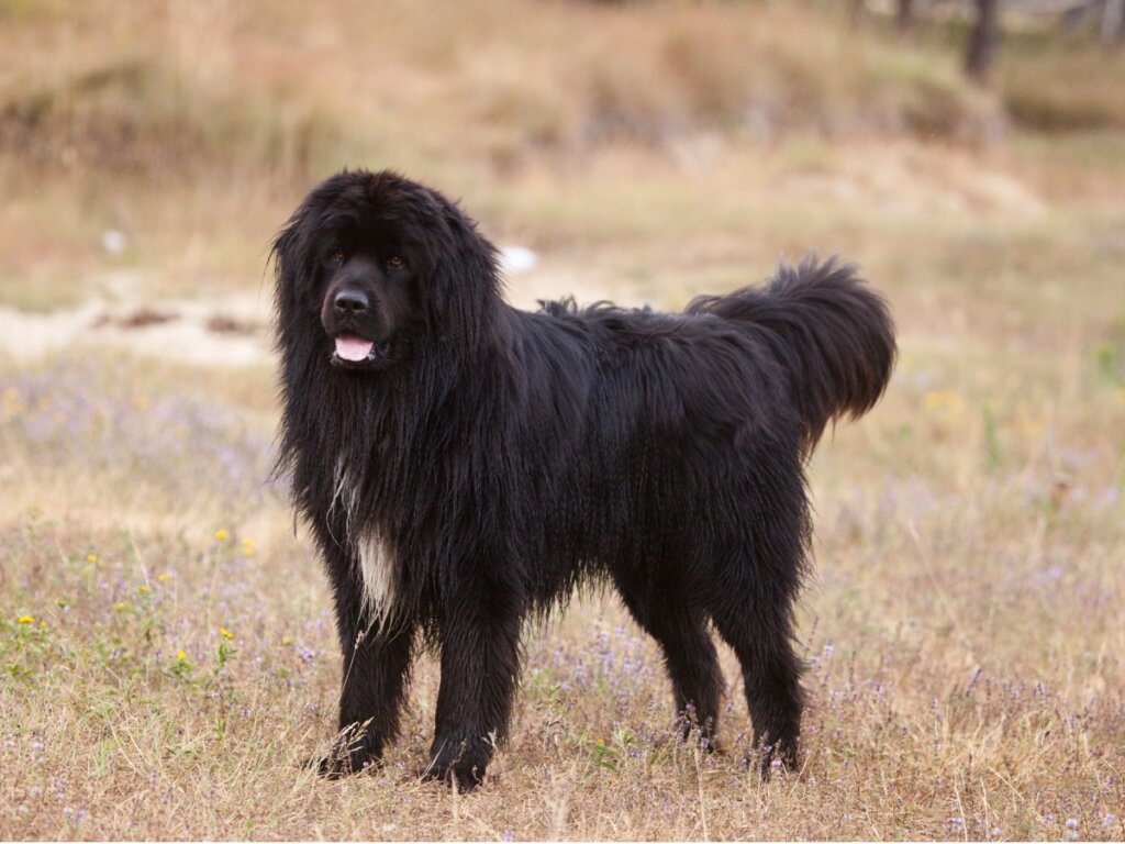 L'alimentazione del terranova