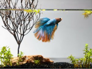 10 pesci per un piccolo acquario in casa