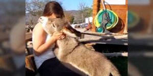 L'asinello che pensava di essere un cane