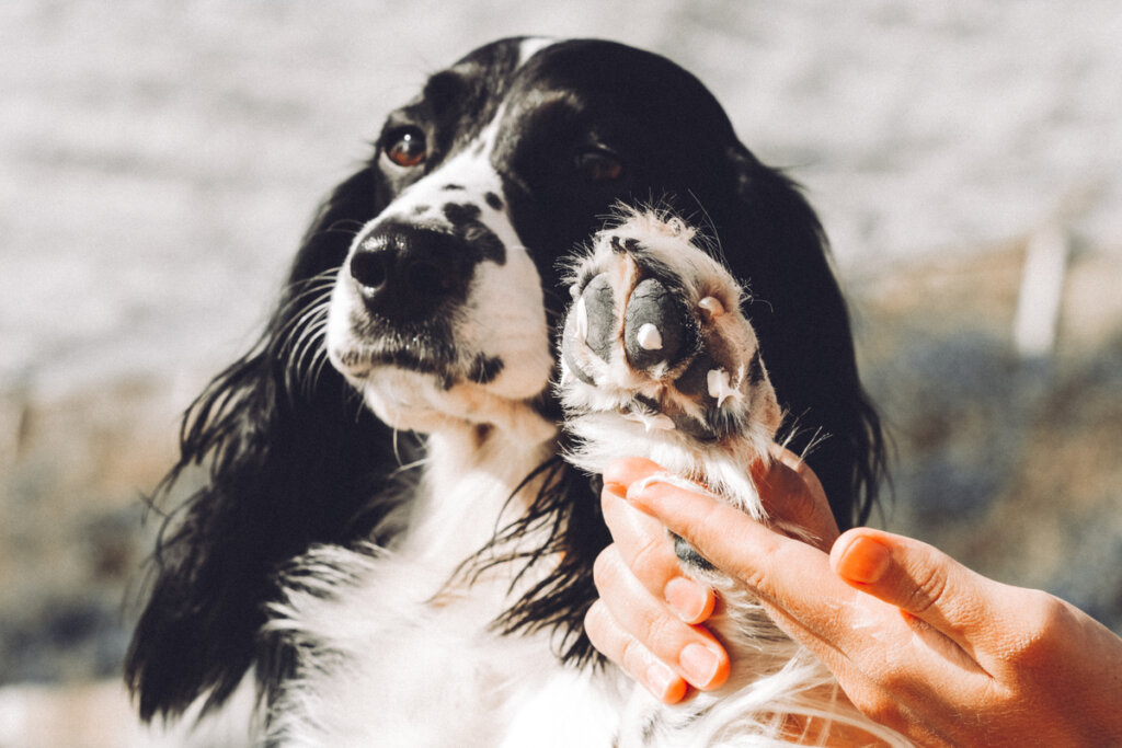 Blastoestimulin per cani: usi e controindicazioni