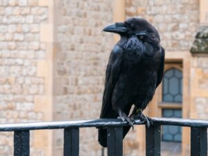 10 curiosità sui corvi