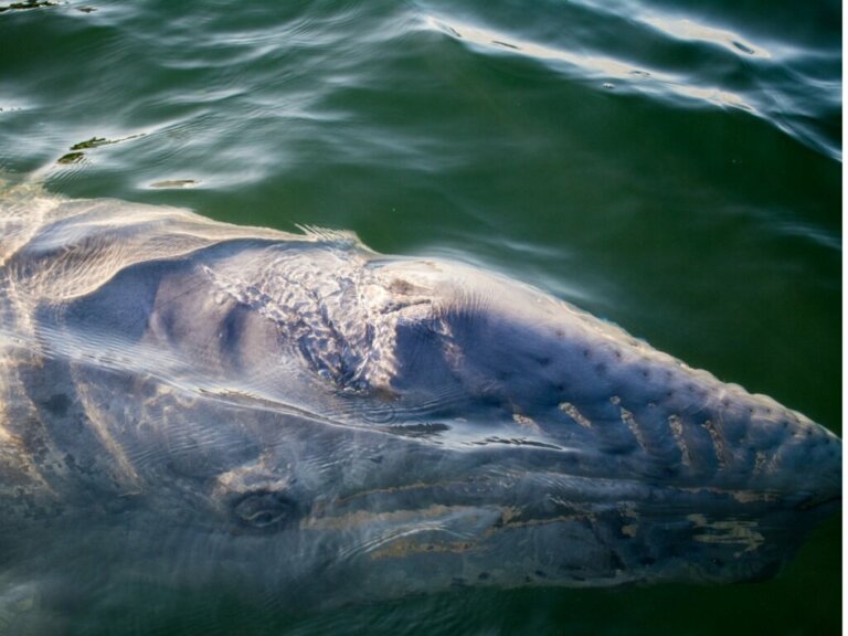La balena grigia batte il record per il viaggio animale più lungo del mondo