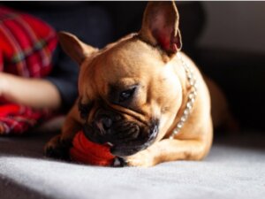 I cane ha mangiato plastica: cosa fare?