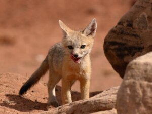 Volpe veloce: habitat e caratteristiche