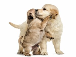 Gli animali si abbracciano?