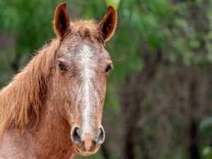 Cavallo Brumby: habitat e caratteristiche