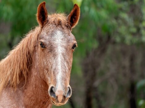 Cavallo Brumby: habitat e caratteristiche