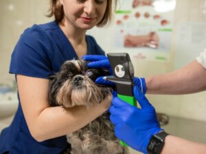 Chirurgia del glaucoma nei cani