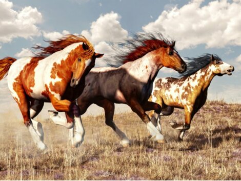 Cavallo Mustang: origine e caratteristiche