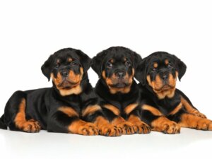 Prendersi cura di un cucciolo di Rottweiler