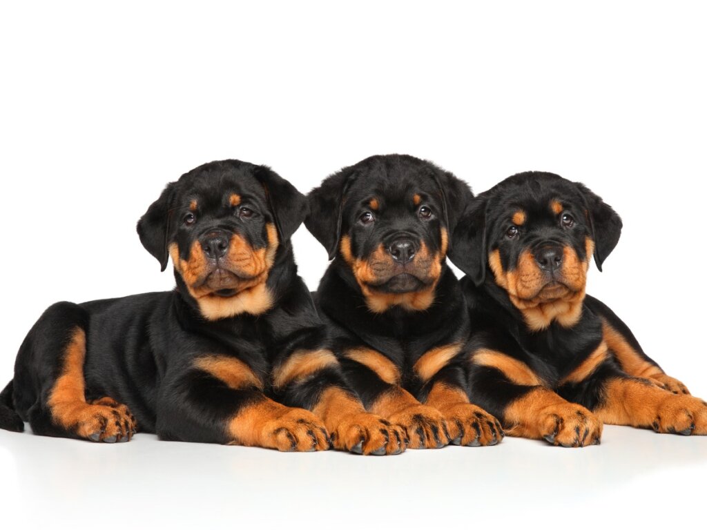 Prendersi cura di un cucciolo di Rottweiler