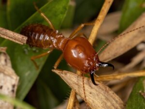 10 curiosità sulle termiti