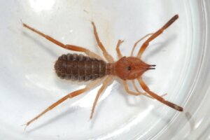 Gluvia dorsalis: habitat e caratteristiche