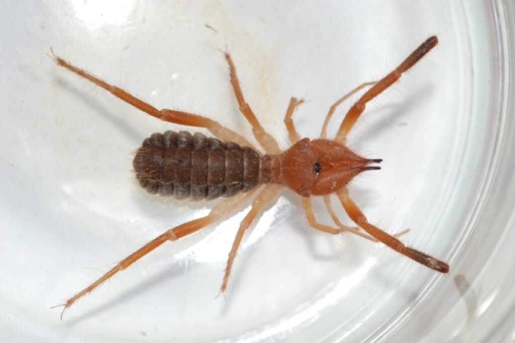 Gluvia dorsalis: habitat e caratteristiche