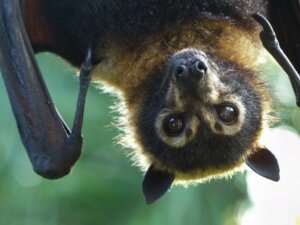 5 tipi di pipistrelli e la loro particolare dieta
