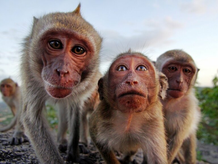 Il comportamento dei primati, affascinanti "quasi" umani