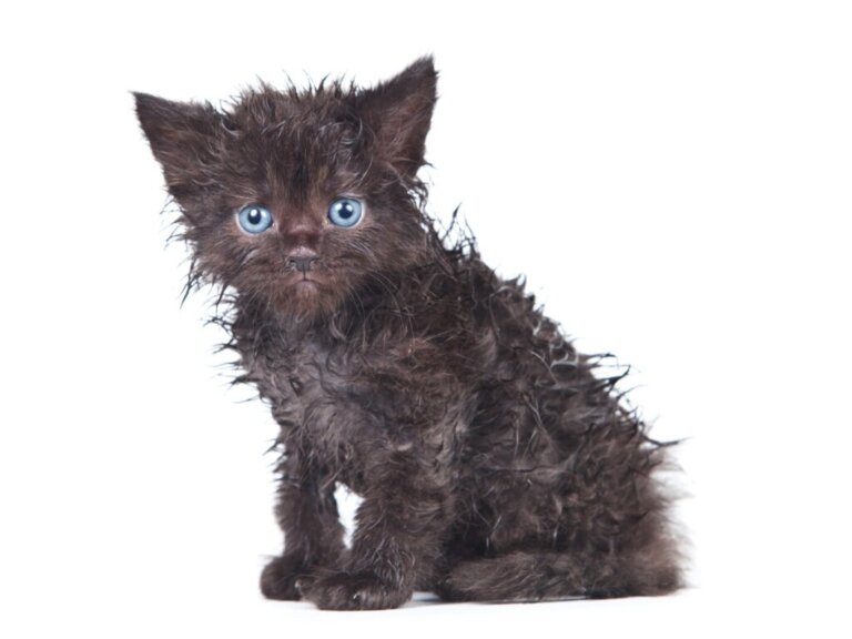 Il gatto non si lava più da solo: perché?