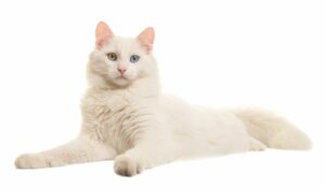 Come prendersi cura di un gatto albino
