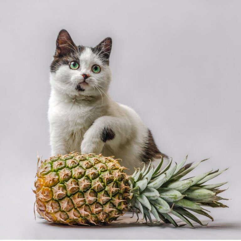 I gatti possono mangiare l'ananas?