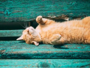 Come sapere se un gatto ha caldo?