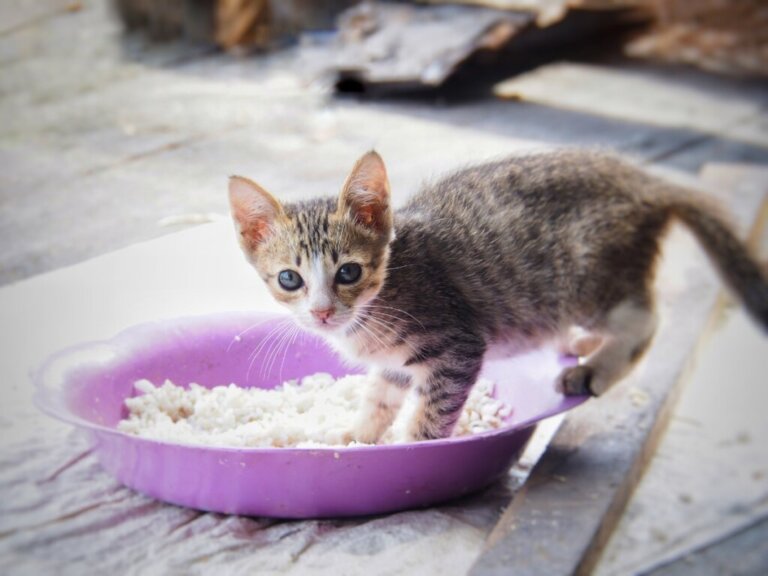 Dieta morbida per i gatti che soffrono di diarrea