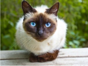 Prendersi cura di un gatto siamese