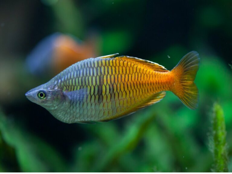 Pesce arcobaleno di Boeseman: caratteristiche e cure