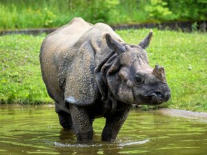 Rinoceronte indiano: habitat e caratteristiche
