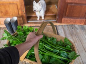 I cani possono mangiare il sedano?