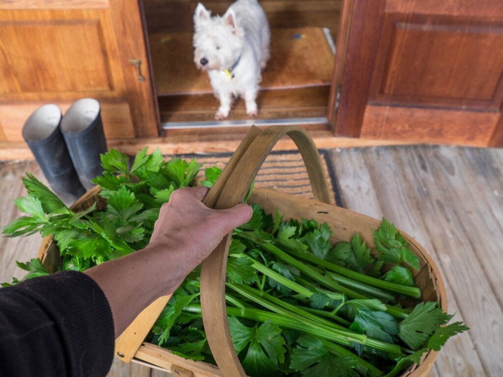 I cani possono mangiare il sedano?