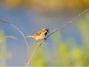 Ci sono animali nel Mar Morto?