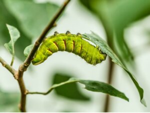 I bruchi sono vermi?