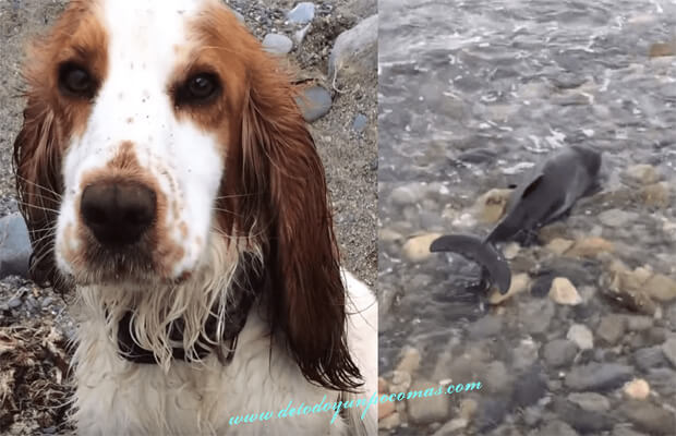 Leia, il cane bagnino che ha salvato un delfino intrappolato in riva al mare
